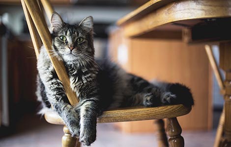 pet ljupkih maca bibliotekarki laguna knjige