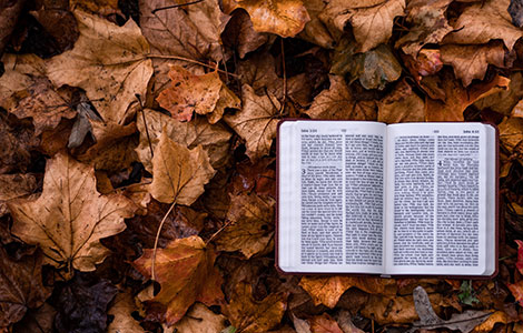 zašto je izolacija prouzrokovala veliku pomamu za biblijom laguna knjige